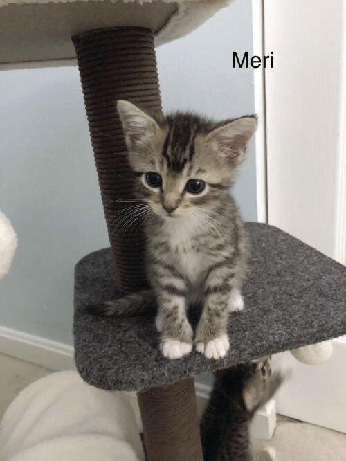 Meri